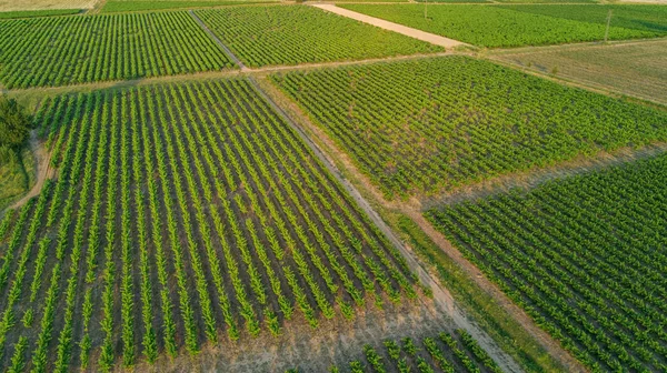 Vista aerea dall'alto dei vigneti paesaggio da sopra lo sfondo — Foto Stock