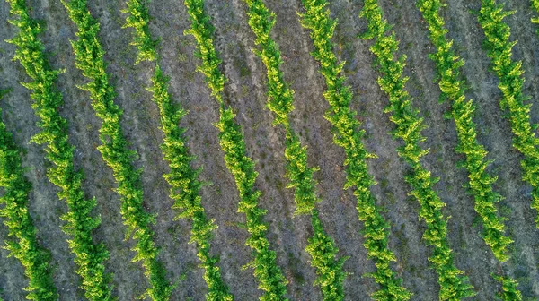 Vista aerea dall'alto dei vigneti paesaggio da sopra lo sfondo — Foto Stock