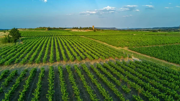 Luchtfoto bovenaanzicht van wijngaarden landschap above achtergrond — Stockfoto