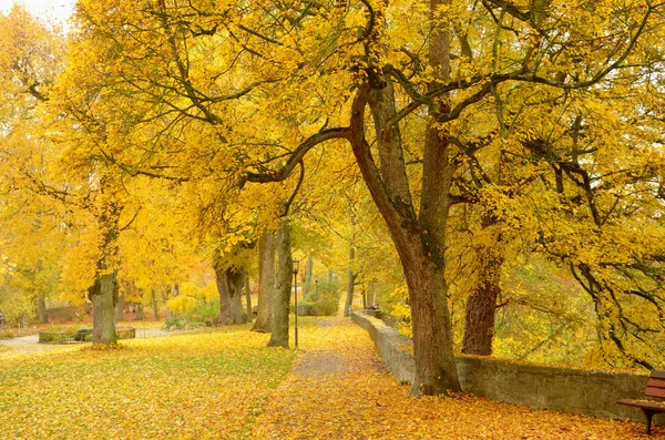 Piękna jesień krajobraz parku, żółty drzew i liści jesienią — Zdjęcie stockowe