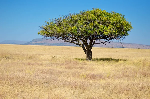 アフリカのサバンナ草地景観、アフリカのサバンナでアカシアの木 — ストック写真