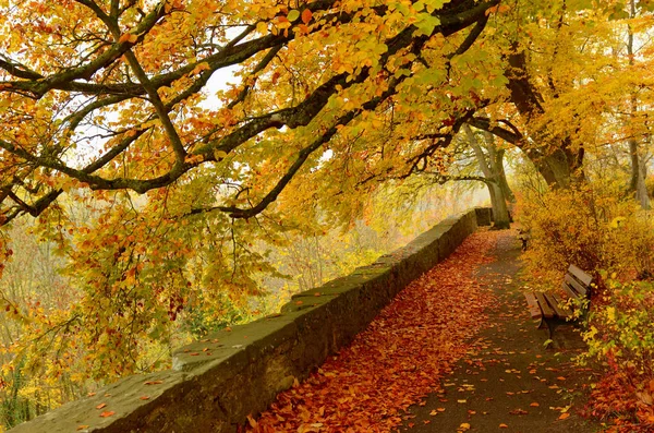 Mooie herfst parklandschap, gele bomen en gebladerte in herfst — Stockfoto