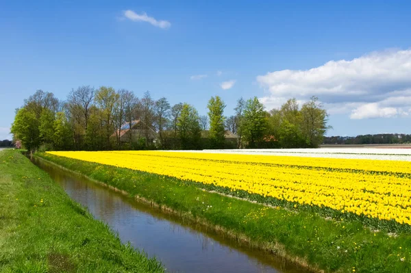 Campi di tulipani primaverili in Olanda, fiori colorati in Olanda — Foto Stock