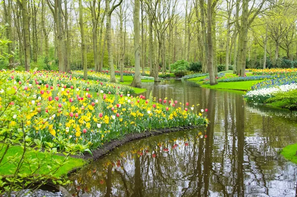 Beautiful spring flowers near pond in Keukenhof park in Netherlands (Holland) — Stock Photo, Image