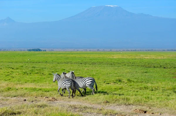 Magnifique montagne et zèbres du Kilimandjaro, Kenya, parc national d'Amboseli, Afrique — Photo