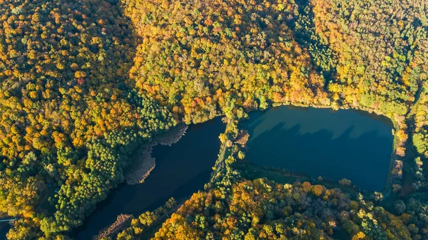 Złotej jesień tło, widok na las z drzew żółte i jezioro krajobraz z góry — Zdjęcie stockowe