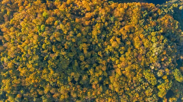 Altın sonbahar arka plan, orman manzara yukarıdan sarı ağaçları ile havadan görünümü — Stok fotoğraf