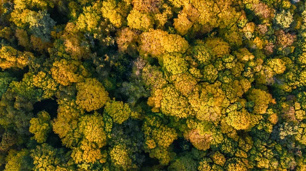 金黄秋天背景, 鸟瞰森林风景与黄色树从上面 — 图库照片