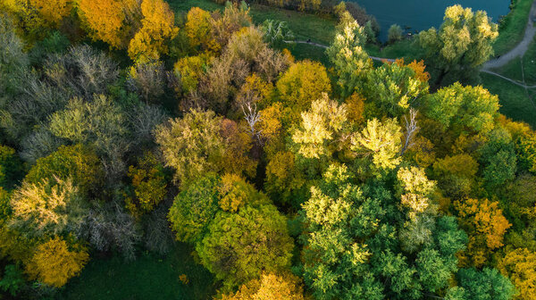 Golden autumn background, aerial view of forest landscape with yellow trees from above