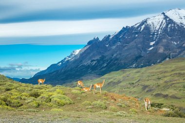 Torres del Paine dağlar, Patagonia, Şili, Güney Amerika çok lamas Ulusal Parkı