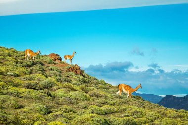 Torres del Paine dağlar, Patagonia, Şili, Güney Amerika çok lamas Ulusal Parkı