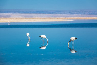 Chaxa lagoon içinde flamingolar Tuz Gölü, Atacama Çölü, Şili, Güney Amerika