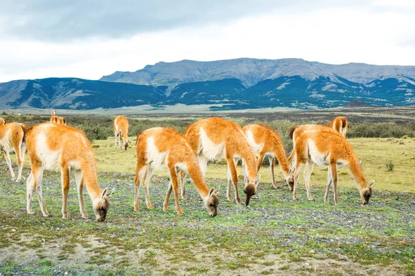 Guanaco Lamas Dans Parc National Torres Del Paine Montagnes Patagonie — Photo