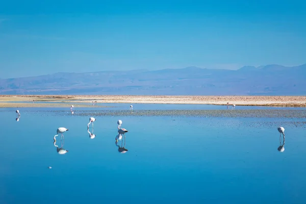 Flamants Roses Dans Lagune Chaxa Lac Salé Désert Atacama Chili — Photo