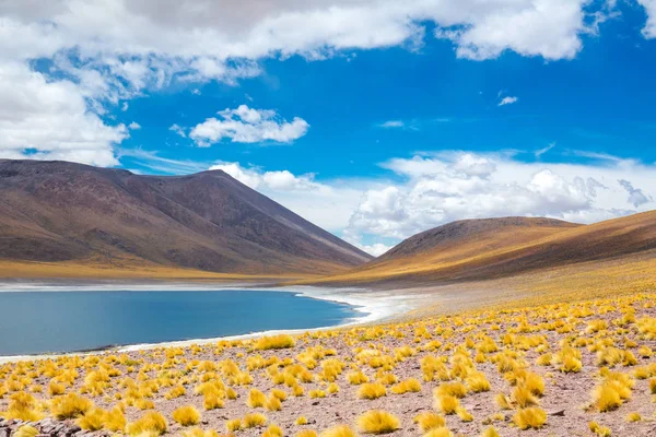 Έρημο Atacama Altiplana Laguna Miscanti Αλάτι Στη Λίμνη Και Βουνά — Φωτογραφία Αρχείου