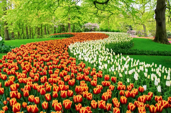 Bellissimi Fiori Tulipani Primaverili Parco Nei Paesi Bassi Olanda — Foto Stock