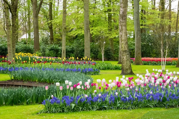 Beautiful Spring Tulips Flowers Park Netherlands Holland — Stock Photo, Image