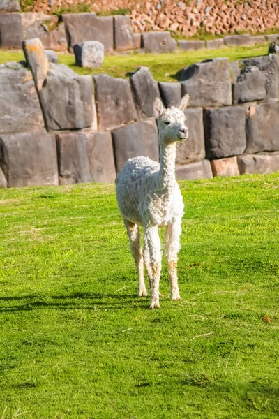 Llamas Alpacas Sacsayhuaman Incas Ερείπια Στις Περουβιανές Άνδεις Κούσκο Περού — Φωτογραφία Αρχείου