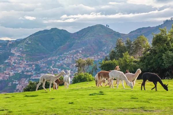 Llamas Alpacas Sacsayhuaman Incas Ruins Peruvian Andes Cusco Peru — Stock Photo, Image