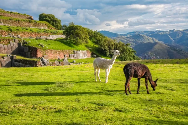Llamas Alpacas Sacsayhuaman Incas Ruins Peruvian Andes Cusco Peru — Stock Photo, Image