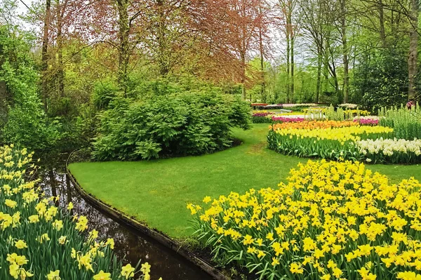 Hollanda 'da parkta güzel renkli bahar çiçekleri (Hollanda)