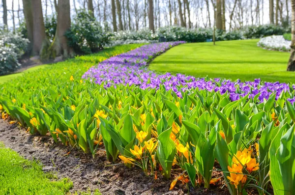 Beautiful Colorful Spring Flowers Park Netherlands Holland — Stock Photo, Image