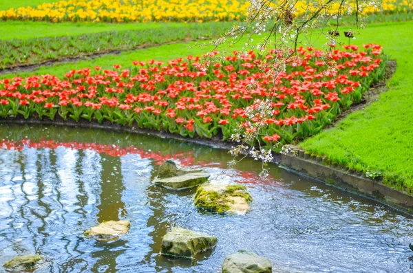 Vackra Färgglada Vårblommor Och Vatten Sjö Parken Nederländerna Holland — Stockfoto