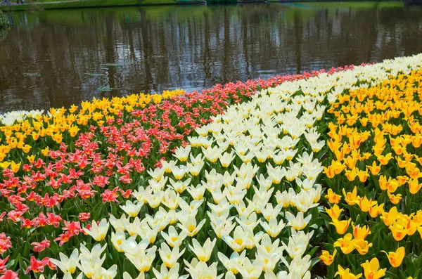 Piękne Kolorowe Wiosenne Kwiaty Jezioro Wodne Parku Holandii Holandia — Zdjęcie stockowe