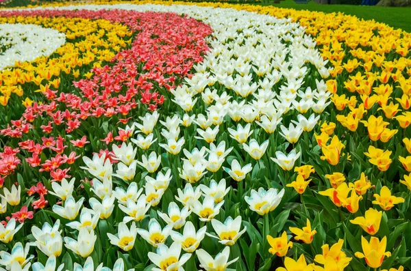 Vackra Färgglada Vårblommor Parken Nederländerna Holland — Stockfoto