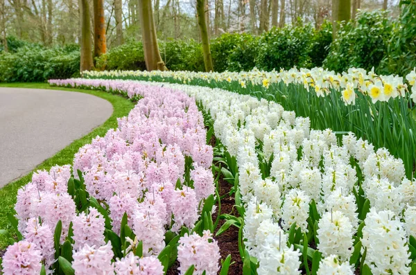 Beautiful Colorful Spring Flowers Park Netherlands Holland — Stock Photo, Image