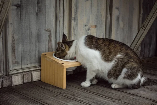 Evin verandasındaki kedi..