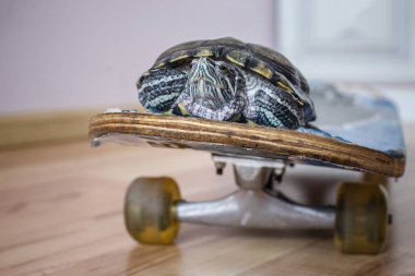 Kaplumbağa, evcil hayvan.