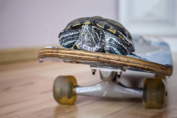 Черепаха, домашнее животное
.