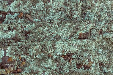 Yeşil liken, yosun.