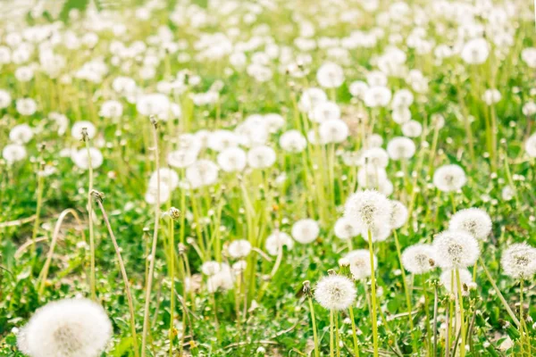 Sommerwiese mit Blumen. — Stockfoto