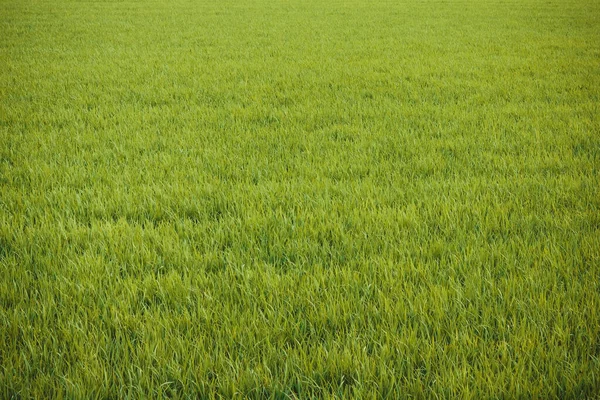 Field, grass, countryside. — Stock Photo, Image