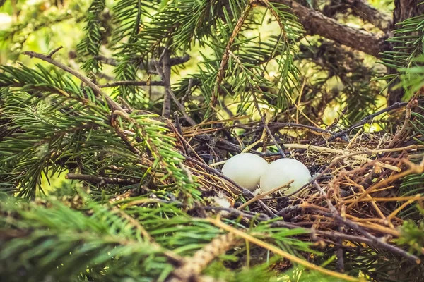 Granen Ett Fågelbo Inne Finns Två Vita Ägg Djurliv Skog — Stockfoto