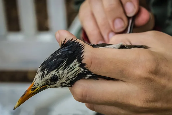 Scientific work, search for feather ticks on a living bird. A gray bird with a yellow beak, hands with a pencil. Ornithology, the study of birds.