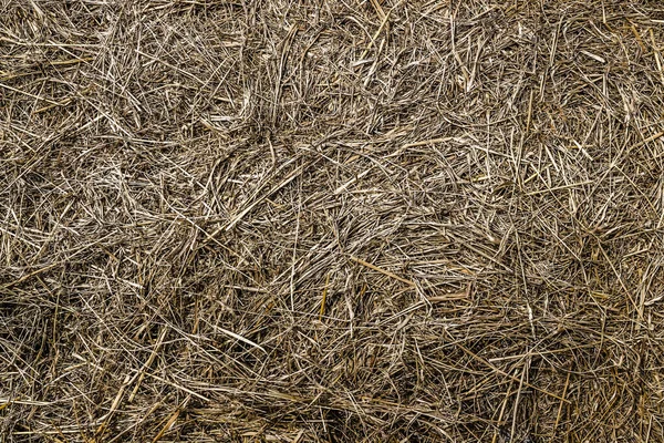 Paja Comida Para Animales Aves Granja Tonos Naturales Tranquilos Luz —  Fotos de Stock