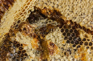 Bal kovanında bal, arı kovanında üretilen bir ürün. Soğuk algınlığı, öksürük için bir ilaç bağışıklığı arttırır. Gün ışığı.