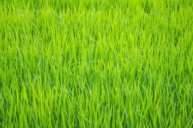 Parlak yeşil çimenli bir arazi. Doymuş renk. Yaz güneşli bir gündür. Uzak plan bulanık..