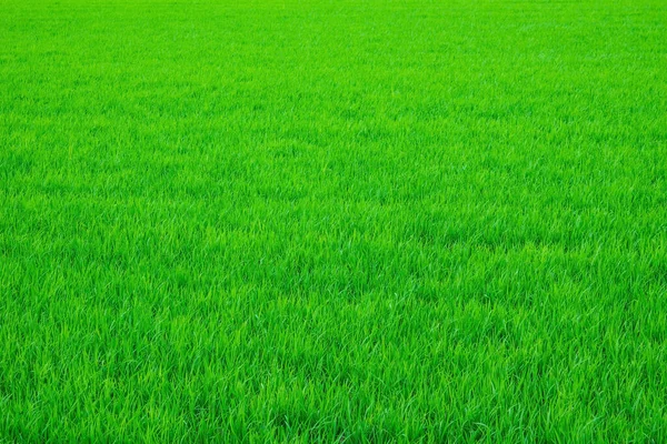 Jasne Zielone Tło Świeża Młoda Trawa Intensywny Kolor Oddalony Plan — Zdjęcie stockowe