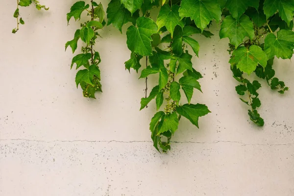 Background white wall with green ivy. Peeling texture, old country house. Cracks, chips. Daylight, copy space.