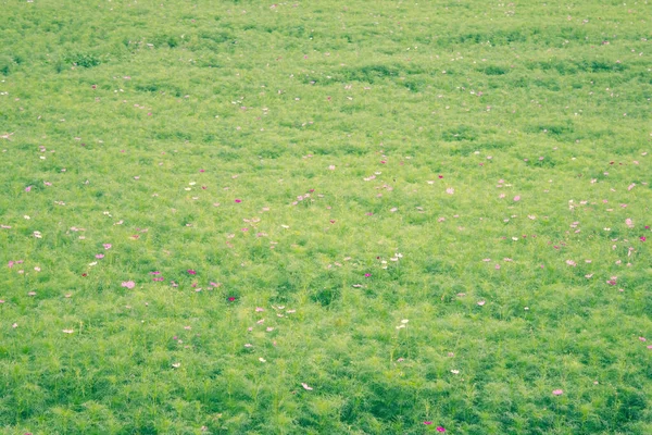 绿色的草地 小野花 自然背景 背景很模糊 — 图库照片