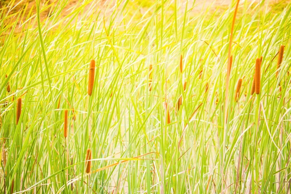 Strahlend Sonniger Tag Grünes Gras Schilf Blätter Natürlicher Hintergrund — Stockfoto