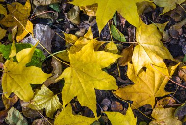 Sarı akçaağaç yaprakları gri dünyada. Şehir Parkı. Sonbahar günü. Yukarıdan görüntüle.