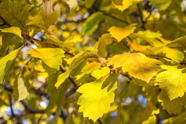 Gelbe Blätter Auf Einem Ast Großaufnahme Makrofotografie Der Hintergrund Verschwimmt — Stockfoto