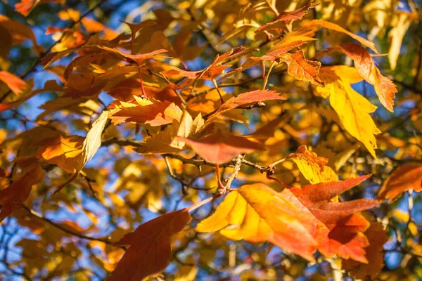 Orangefarbene Gelbe Und Rote Blätter Einem Ast Hintergrund Blauer Himmel — Stockfoto