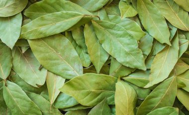 Defne ağacının genç yaprakları yemek hazırlarken daha fazla kullanılmak üzere kurutulur. Aromatik baharat, baharat. Gün ışığı, üst görünüm.