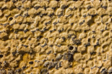 Bal peteğinde doğal bal, faydalı bir ürün. İnce bir balmumu tabakasının üstünde. Üst manzara, gün ışığı..